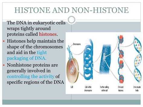 The histone and non